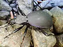 Scaphinotus velutinus - photo 2