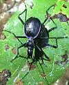 Scaphinotus velutinus - photo 4
