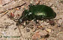 Scaphinotus viduus