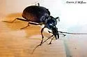 Scaphinotus viduus - photo 2