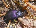 Scaphinotus viduus - photo 3