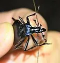 Scaphinotus viduus - photo 5