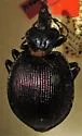 Scaphinotus webbi - Scaphinotus webbi