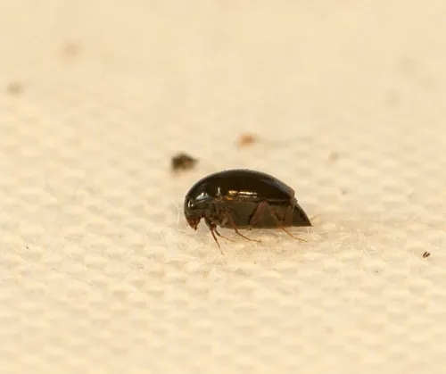 Scaphisoma agaricinum - photo 2