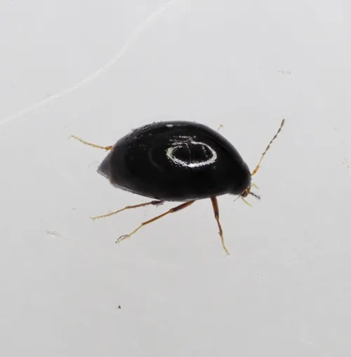 Scaphisoma agaricinum - photo 4
