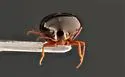 Scaphisoma americanum - photo 2