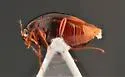 Scaphisoma americanum - photo 3