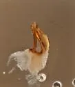 Scaphisoma americanum - photo 4