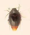 Scaphisoma americanum - photo 5