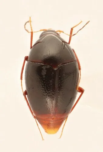 Scaphisoma convexum