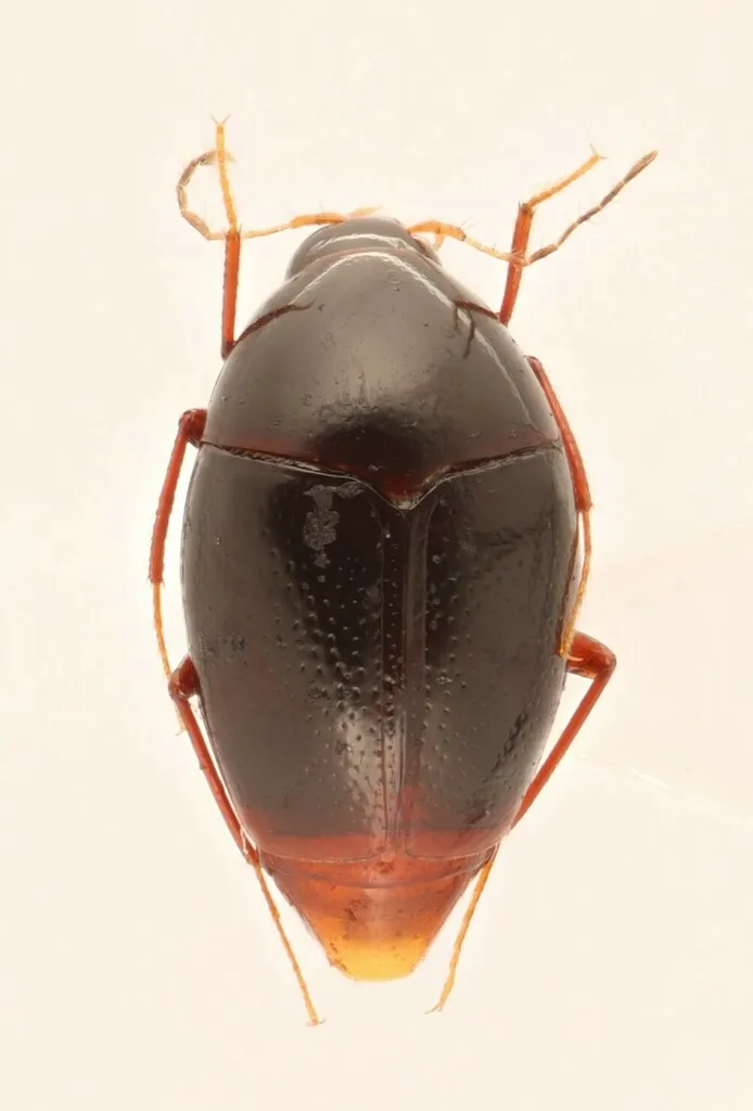 Scaphisoma convexum - photo 2