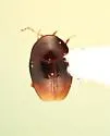 Scaphisoma pusillum