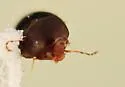 Scaphisoma pusillum - photo 2