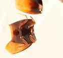 Scaphisoma pusillum - photo 4