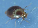 Scaphisoma rubens - Scaphisoma rubens