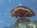 Scaphisoma rubens - photo 2