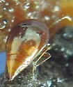 Scaphisoma rubens - photo 3