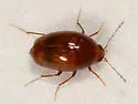 Scaphisoma rubens - photo 4