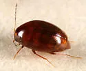 Scaphisoma rubens - photo 5