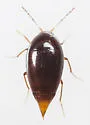 Scaphisoma suturale