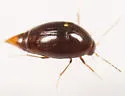 Scaphisoma suturale - photo 2