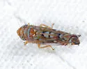 Scaphoideus accumulator