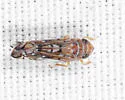 Scaphoideus accumulator - photo 2