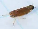 Scaphoideus atlantus