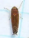 Scaphoideus atlantus - photo 2