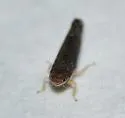 Scaphoideus atlantus - photo 3