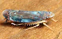 Scaphoideus atlantus - photo 4