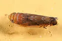 Scaphoideus bifurcatus