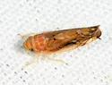 Scaphoideus bifurcatus - photo 2