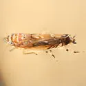 Scaphoideus bifurcatus - photo 3