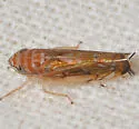 Scaphoideus bifurcatus - photo 4