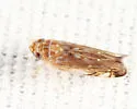 Scaphoideus bifurcatus - photo 5