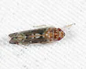 Scaphoideus blennus