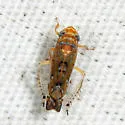 Scaphoideus camurus - photo 2