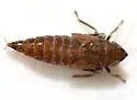 Scaphoideus carinatus
