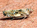 Scaphoideus carinatus - photo 2