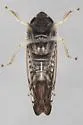 Scaphoideus carinatus - photo 3