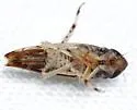 Scaphoideus cinerosus - photo 3