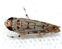 Scaphoideus cinerosus - photo 4