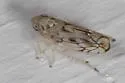 Scaphoideus cinerosus - photo 5