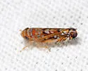 Scaphoideus crassus