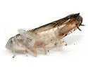Scaphoideus crassus - photo 3