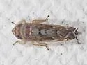 Scaphoideus crassus - photo 4
