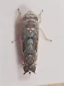 Scaphoideus crassus - photo 5