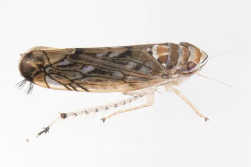 Scaphoideus curvatus