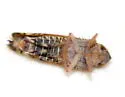 Scaphoideus cylindratus - photo 2
